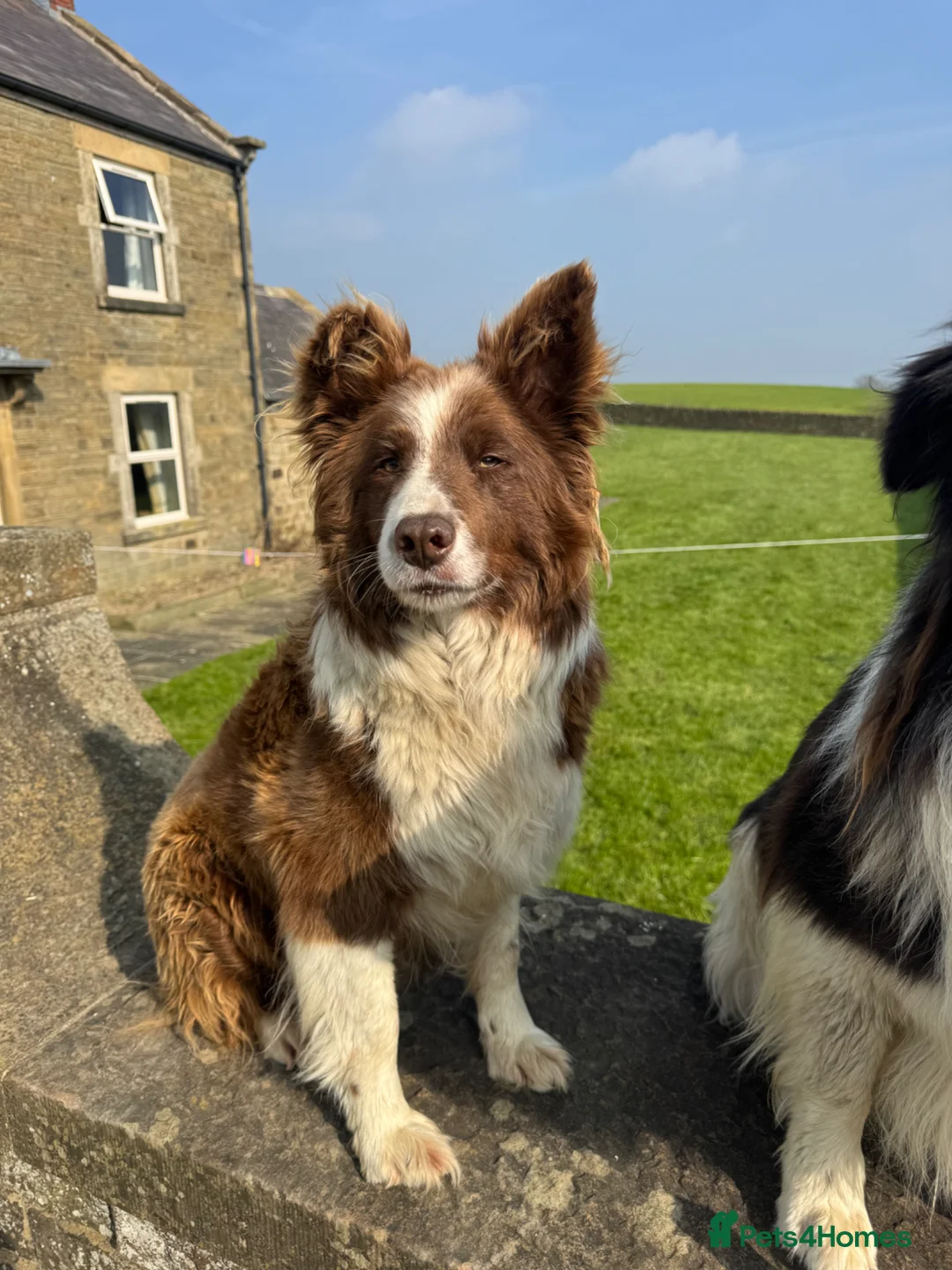 Border Collie dogs for sale: STUNNING LITTER OF 8 BORDER COLLIE PUPPYS  - Advert 39