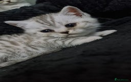 British Shorthair cats for sale: Beautiful BSH X SF || READY NOW ❗️❗️ - Image 5