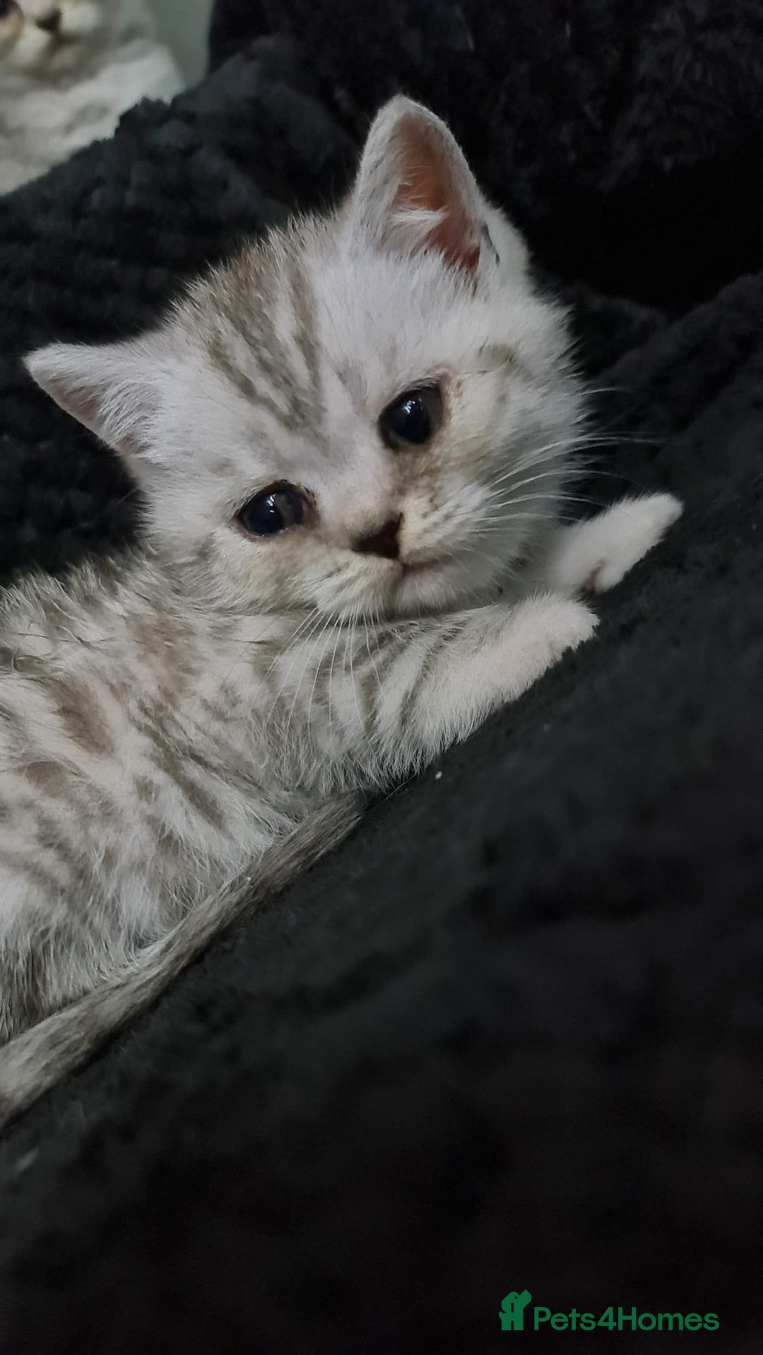 British Shorthair cats for sale: Beautiful BSH X SF || READY NOW ❗️❗️ - Image 5