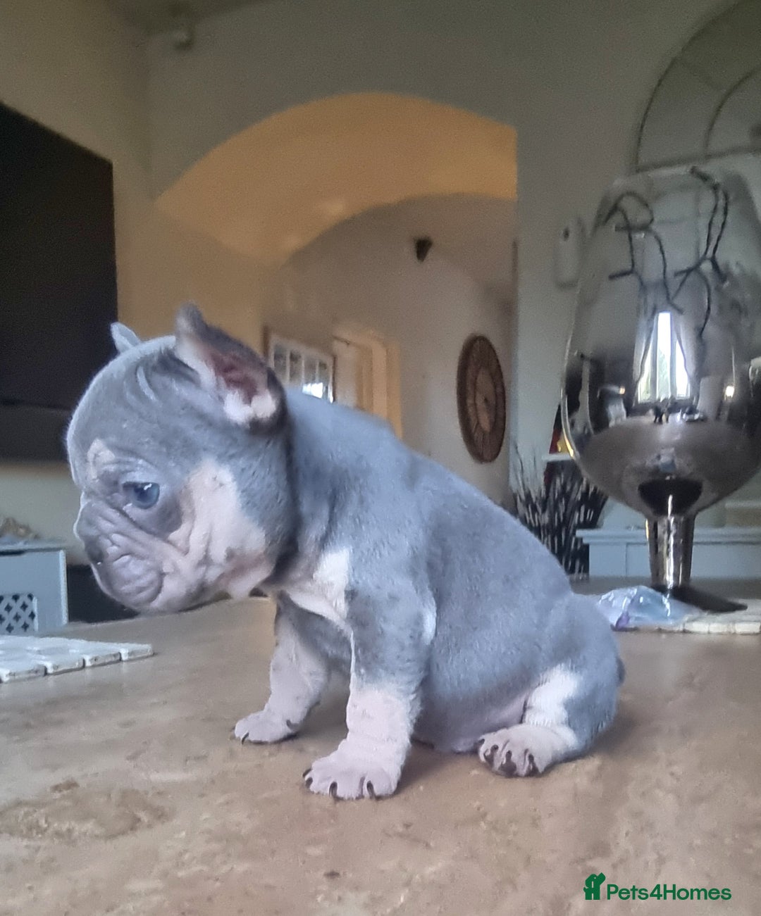 French Bulldog dogs for sale: Beautiful French bulldogs - Image 12