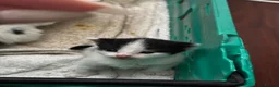 Norwegian Forest Cat cats for sale: mix norwegian kitten ready to go  - Advert 2