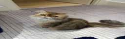 Mixed Breed cats for sale: Lovely boy looking for rehome - Advert 1