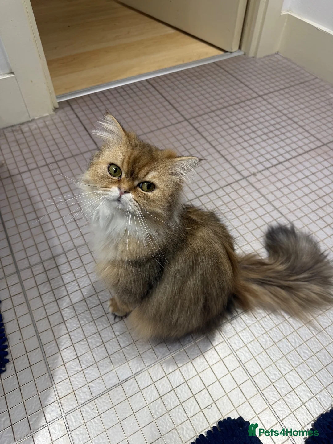 Mixed Breed cats for sale: Lovely boy looking for rehome - Advert 1