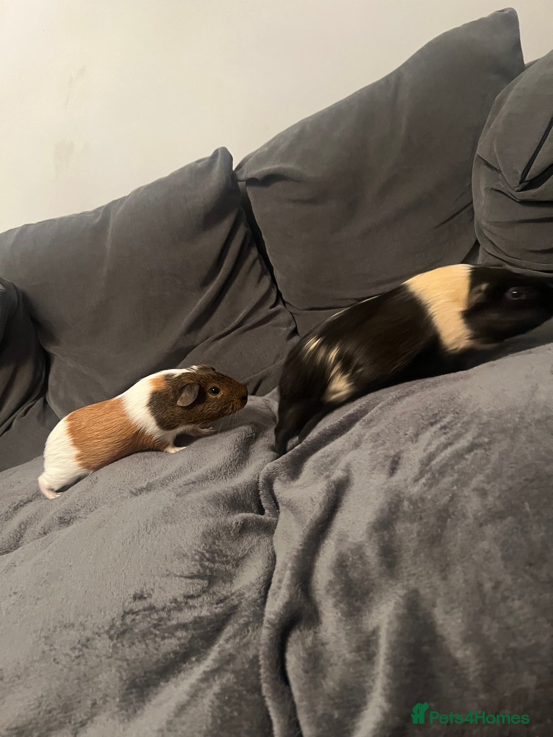 Guinea Pig rodents for sale: X2 gorgeous male guinea pigs  - Advert 3