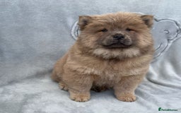 Chow Chow dogs for sale: KC Reg Chow Chow Puppies  - Image 5