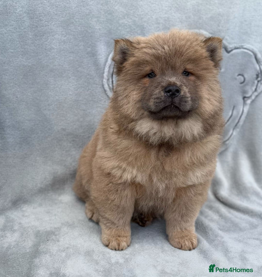 Chow Chow dogs for sale: KC Reg Chow Chow Puppies  - Image 5