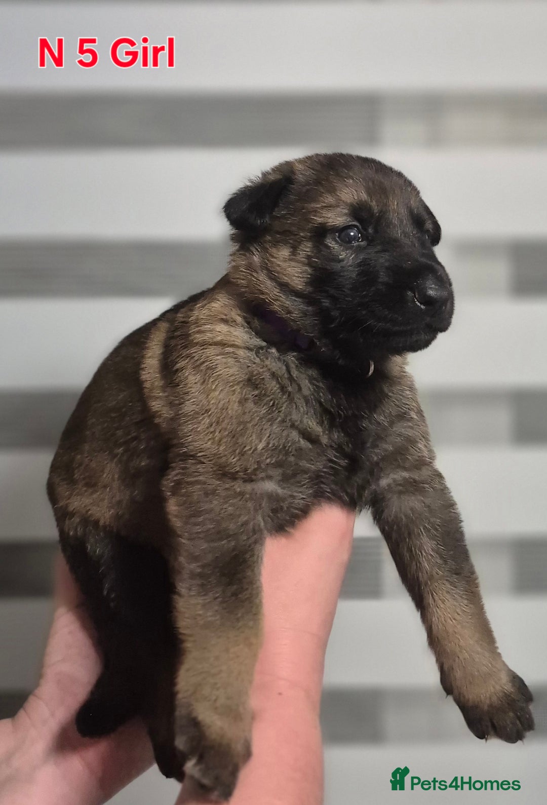 German Shepherd dogs for sale: German Shepherd  - Image 17