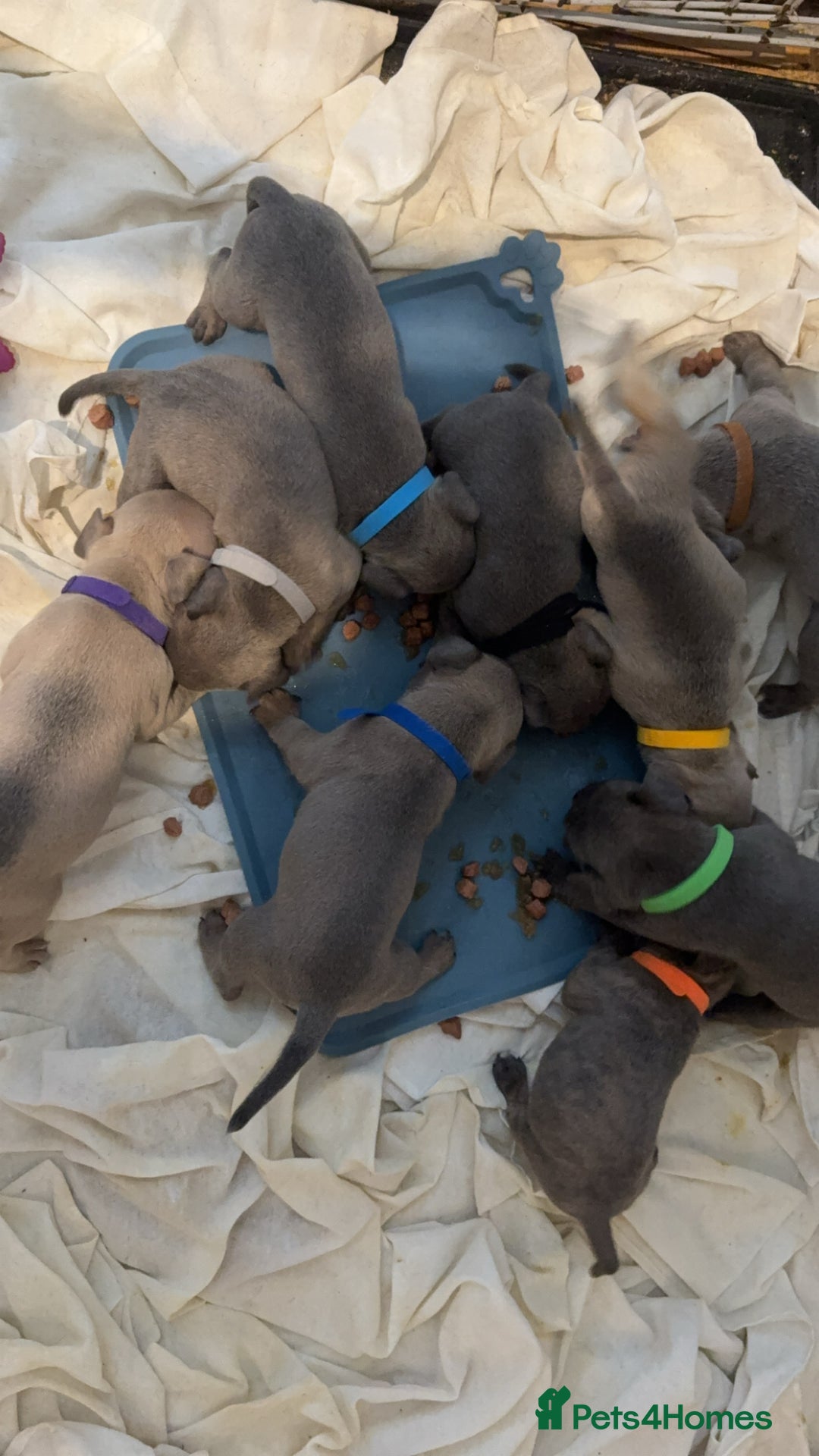Mixed Breed dogs for sale: Frenchie x Staffy puppies  - Image 12