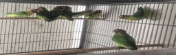 Parakeets birds for sale: Finches canarys doves parakeet  - Advert 3