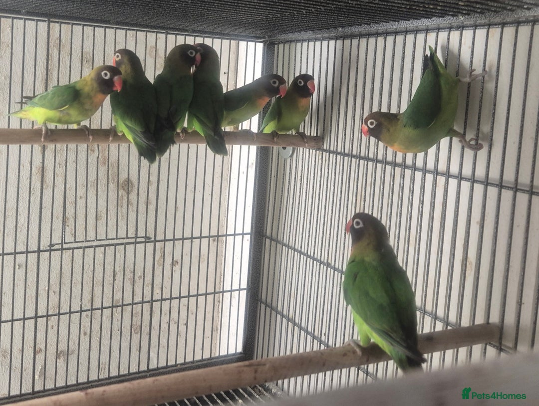 Parakeets birds for sale: Finches canarys doves parakeet  - Advert 3
