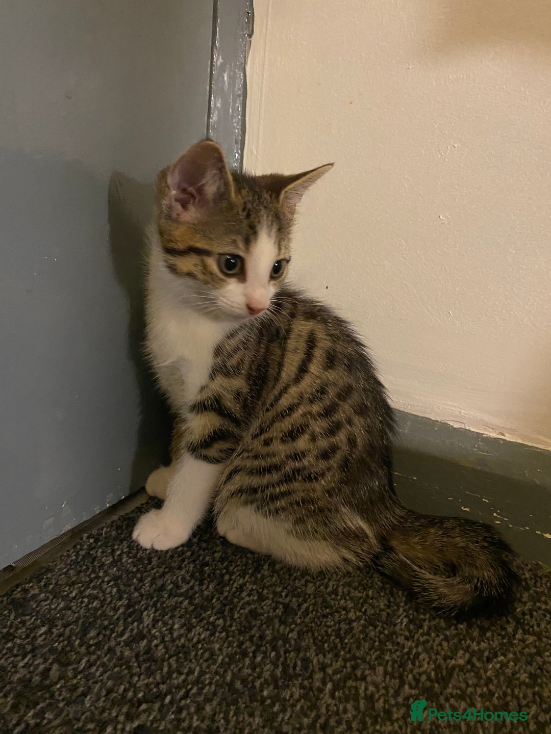 Mixed Breed cats for sale: 10 weeks old kittens ready to leave  - Image 19