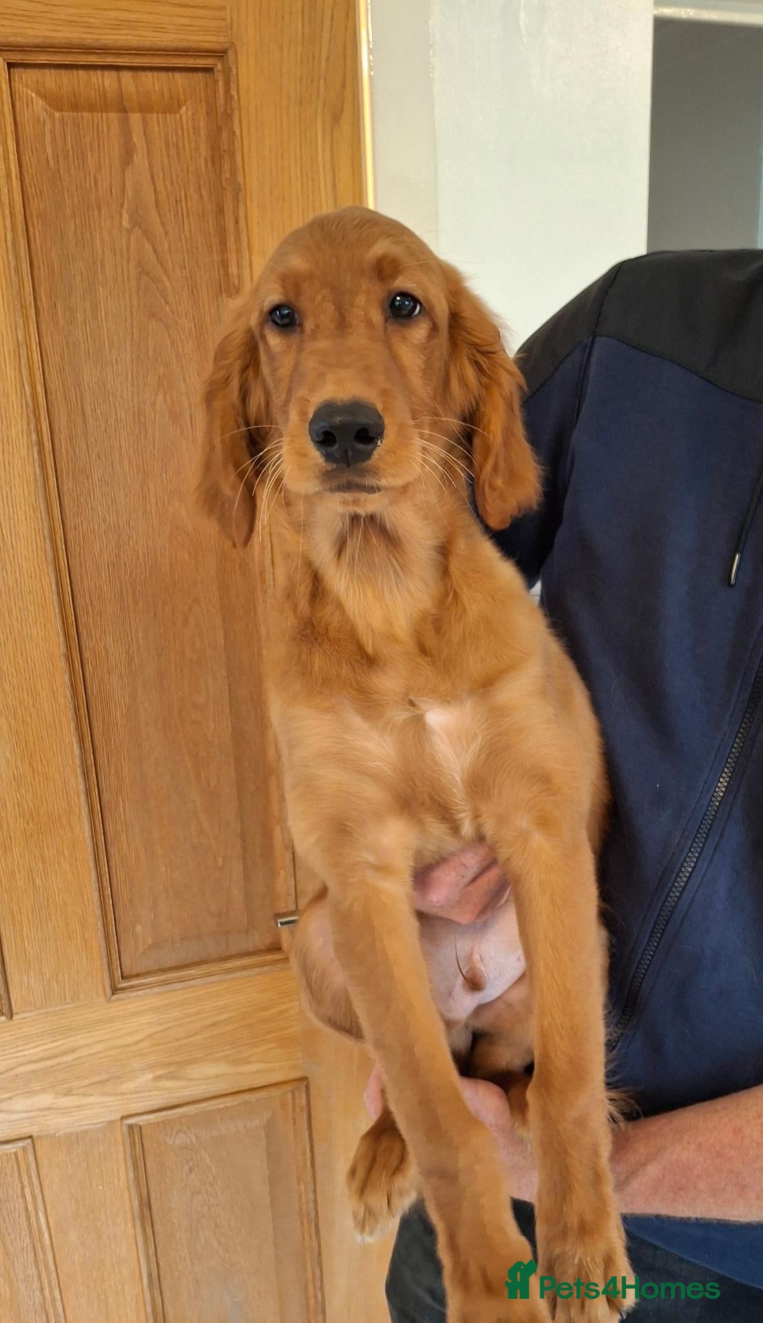 Mixed Breed dogs Golden irish puppies, last boy !! - Advert 2