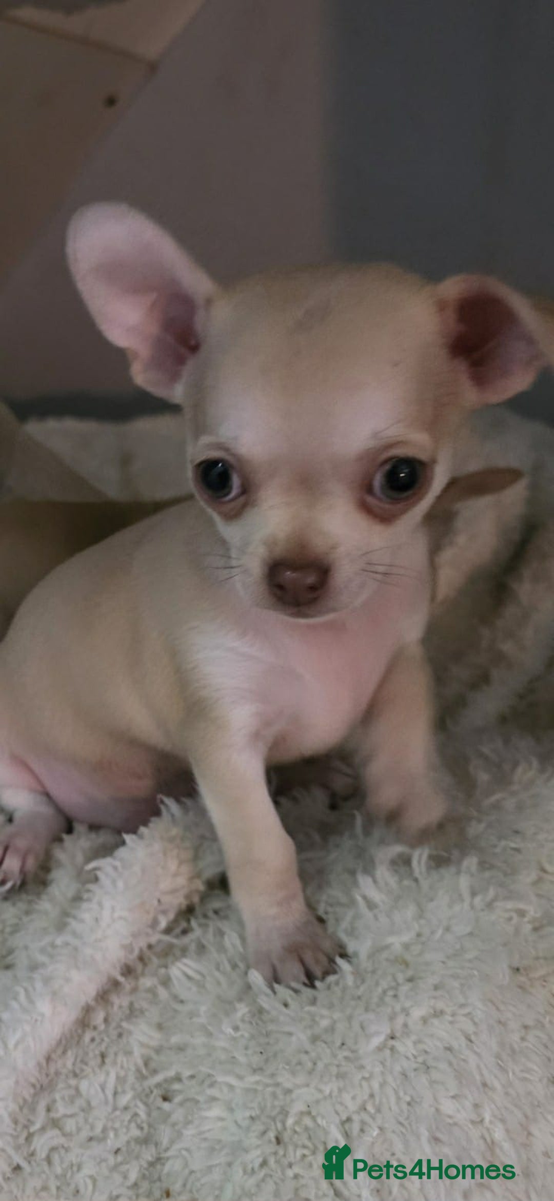 Chihuahua dogs for sale: 4 boys chihuahua puppies  - Advert 5