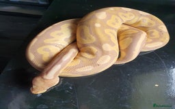 Python Snake reptiles for sale: Banana cinnamon mojave pos female maker  - Image 5