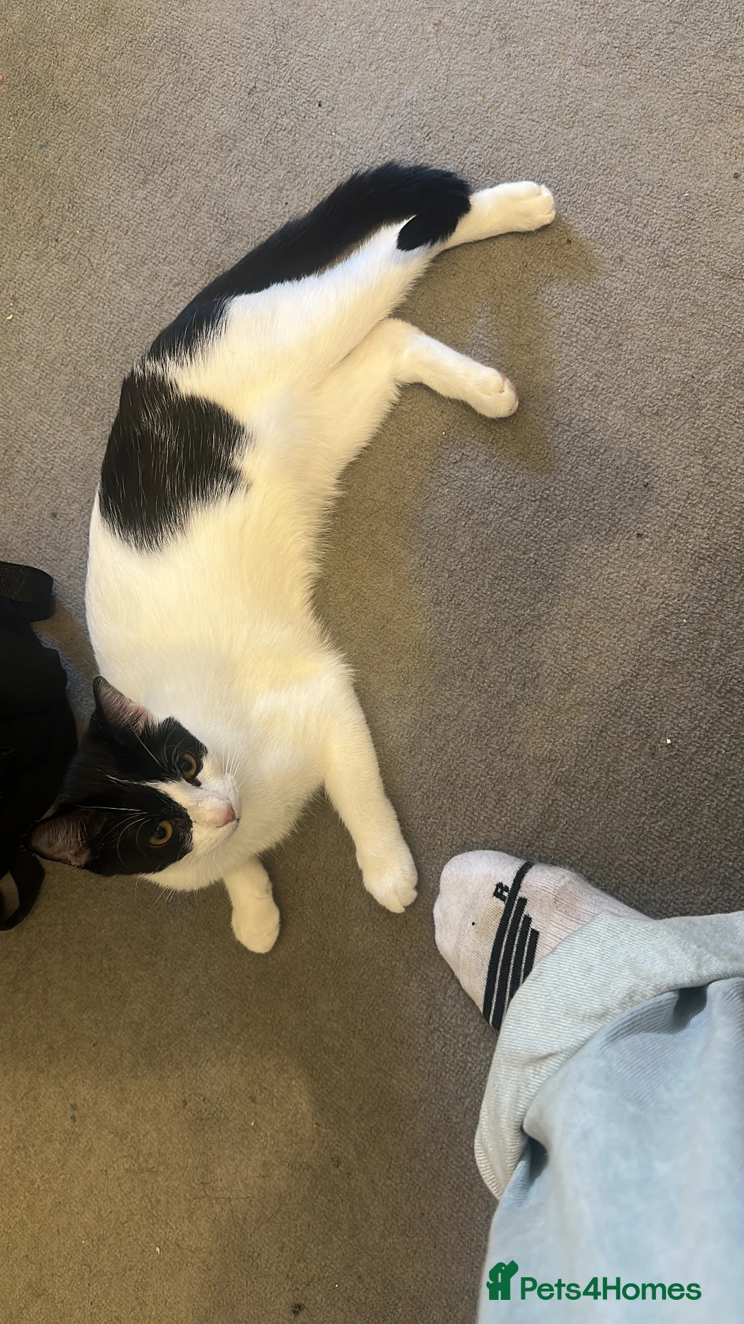 Mixed Breed cats for stud: Homepet  in Barnet - Advert 2