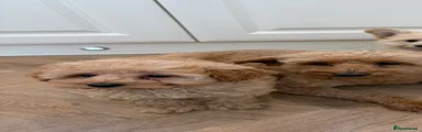 Pomapoo 2 curly 