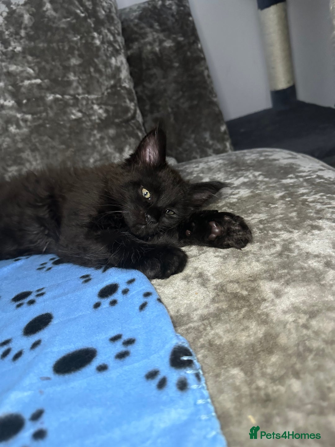 Maine Coon cats for sale: XXL Maine Coon Kittens Double TICA Champion lines  - Image 28