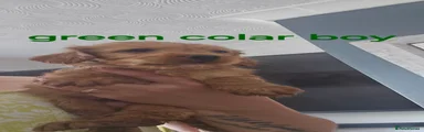 Cockapoo 1