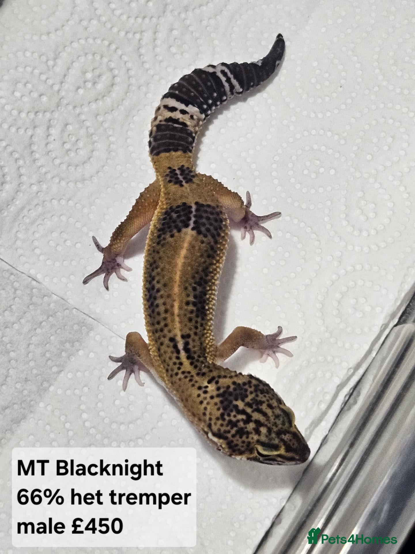 Leopard Gecko reptiles for sale: Black night leopard geckos  - Advert 2