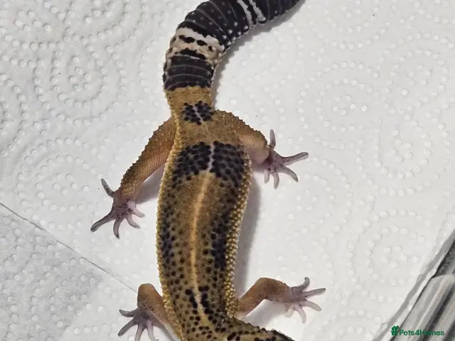 Leopard Gecko reptiles for sale: Black night leopard geckos - Advert 2