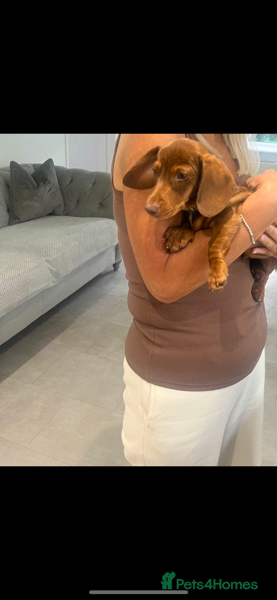 Miniature Dachshund dogs for sale: Miniature dachshund - Image 1