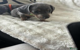 Miniature Dachshund dogs for sale: Miniature Dachshund puppies - Image 5
