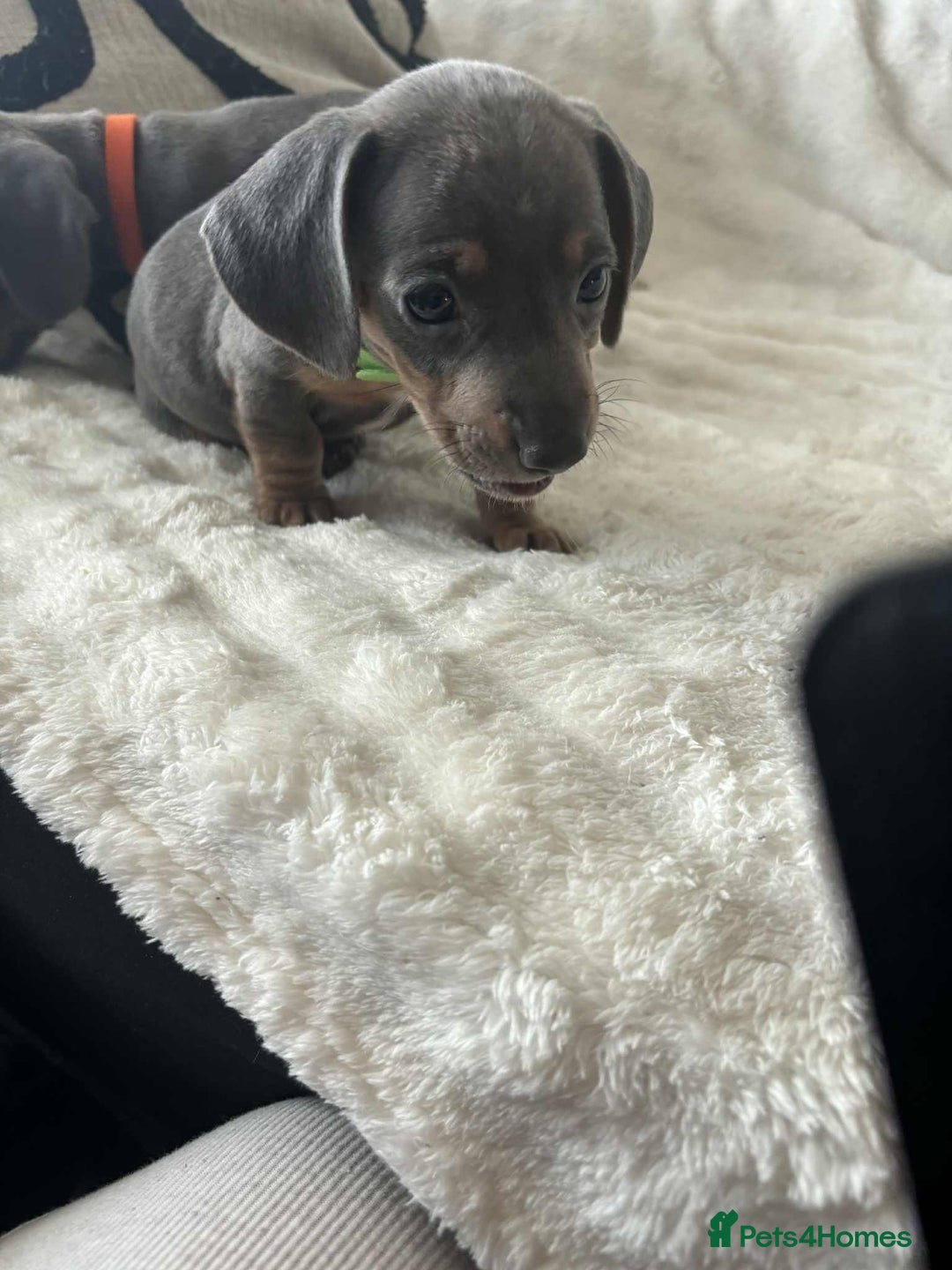 Miniature Dachshund dogs for sale: Miniature Dachshund puppies - Image 5
