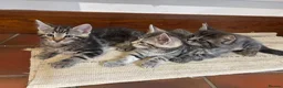 Ragdoll cats for sale: Lovely Kittens - Advert 23