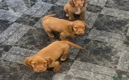 Cocker Spaniel dogs for sale: Cocker spaniel puppies - Image 3