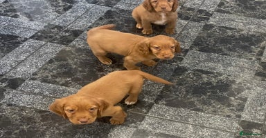Cocker Spaniel dogs - Advert 14