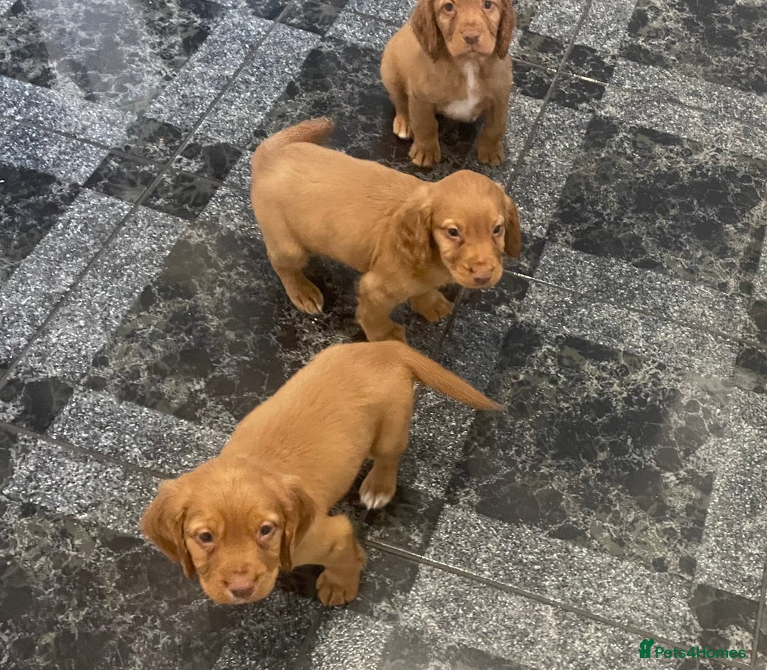 Cocker Spaniel dogs for sale: Cocker spaniel puppies - Image 3