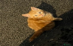 Domestic Shorthair cats for sale: Beautiful litter of 5 kittens  - Image 11