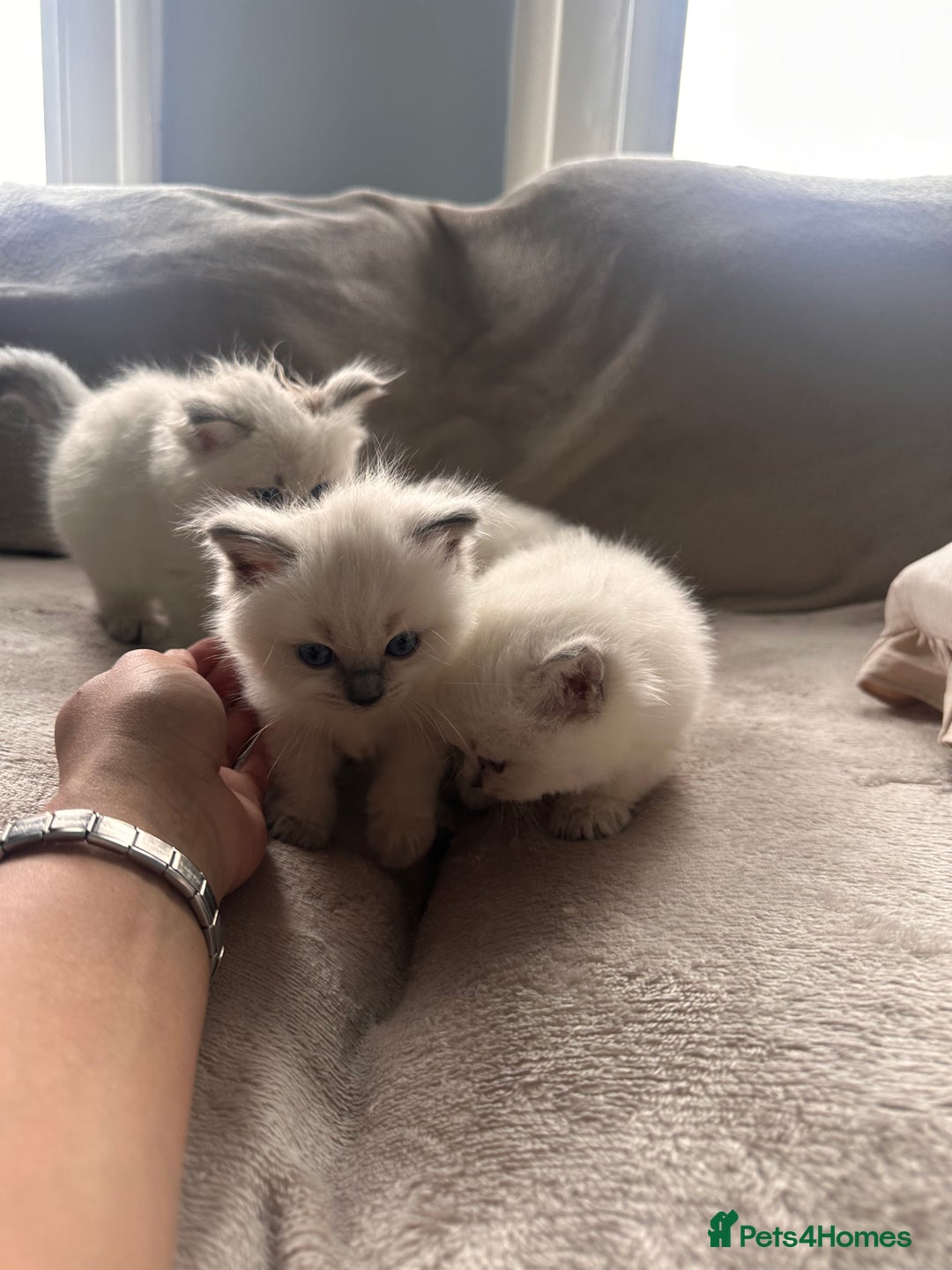 Ragdoll cats for sale: Ragdoll kittens for sale  - Image 4