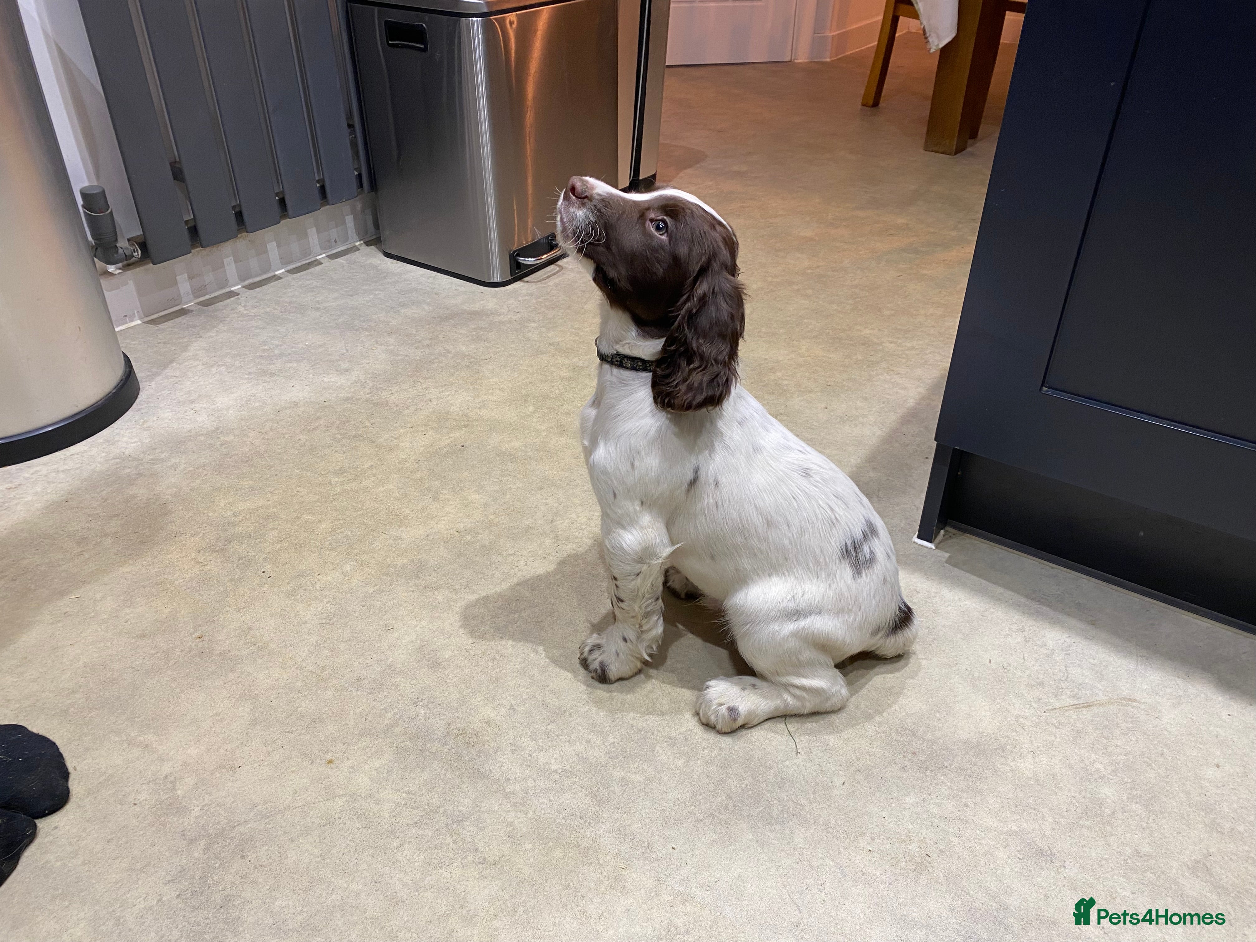 English Springer Spaniel dogs English Springer Spaniel Pups - Advert 11