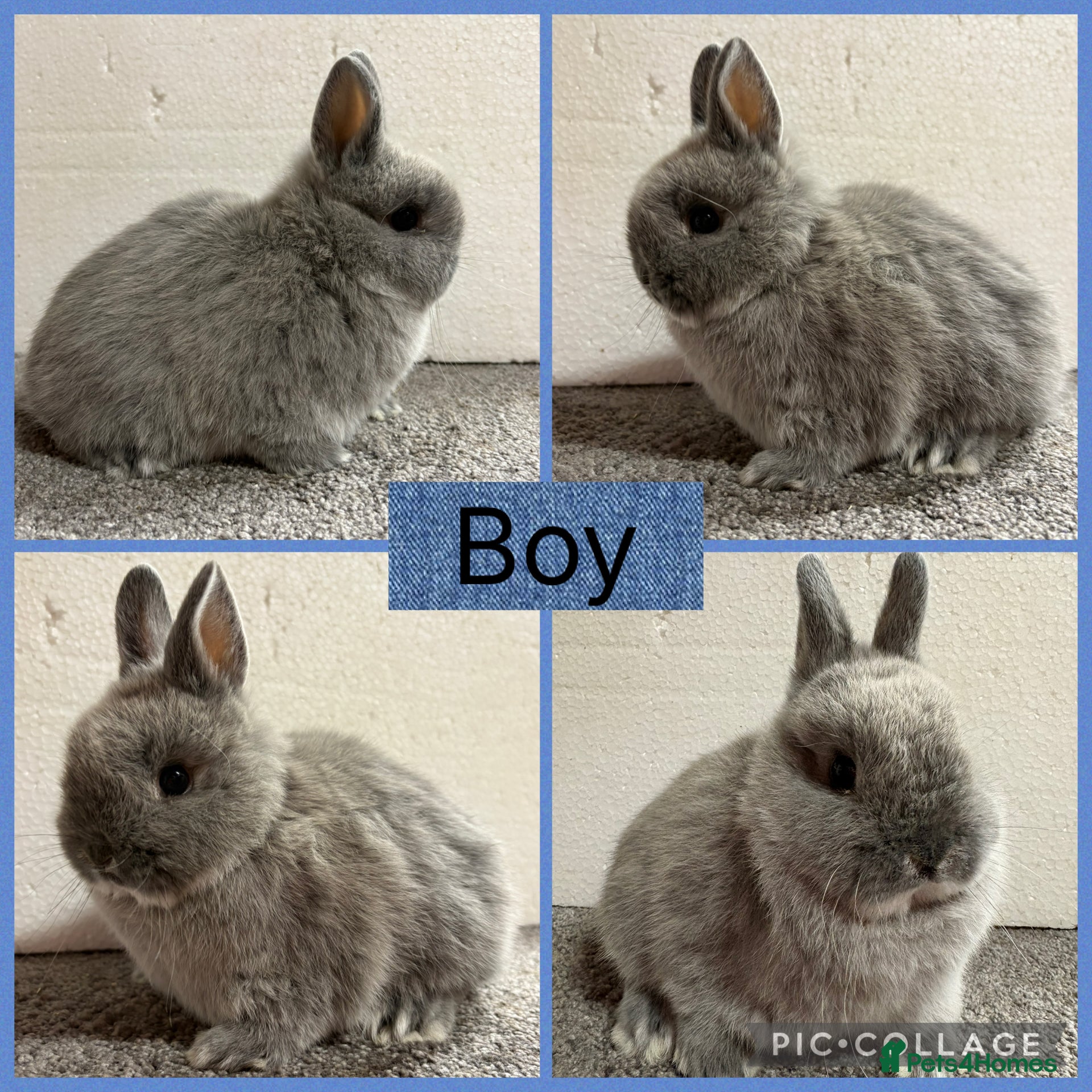 Netherland Dwarf rabbits Netherland Dwarf Baby Boy  - Advert 10