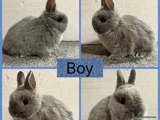 Netherland Dwarf rabbits Netherland Dwarf Baby Boy - Advert 10