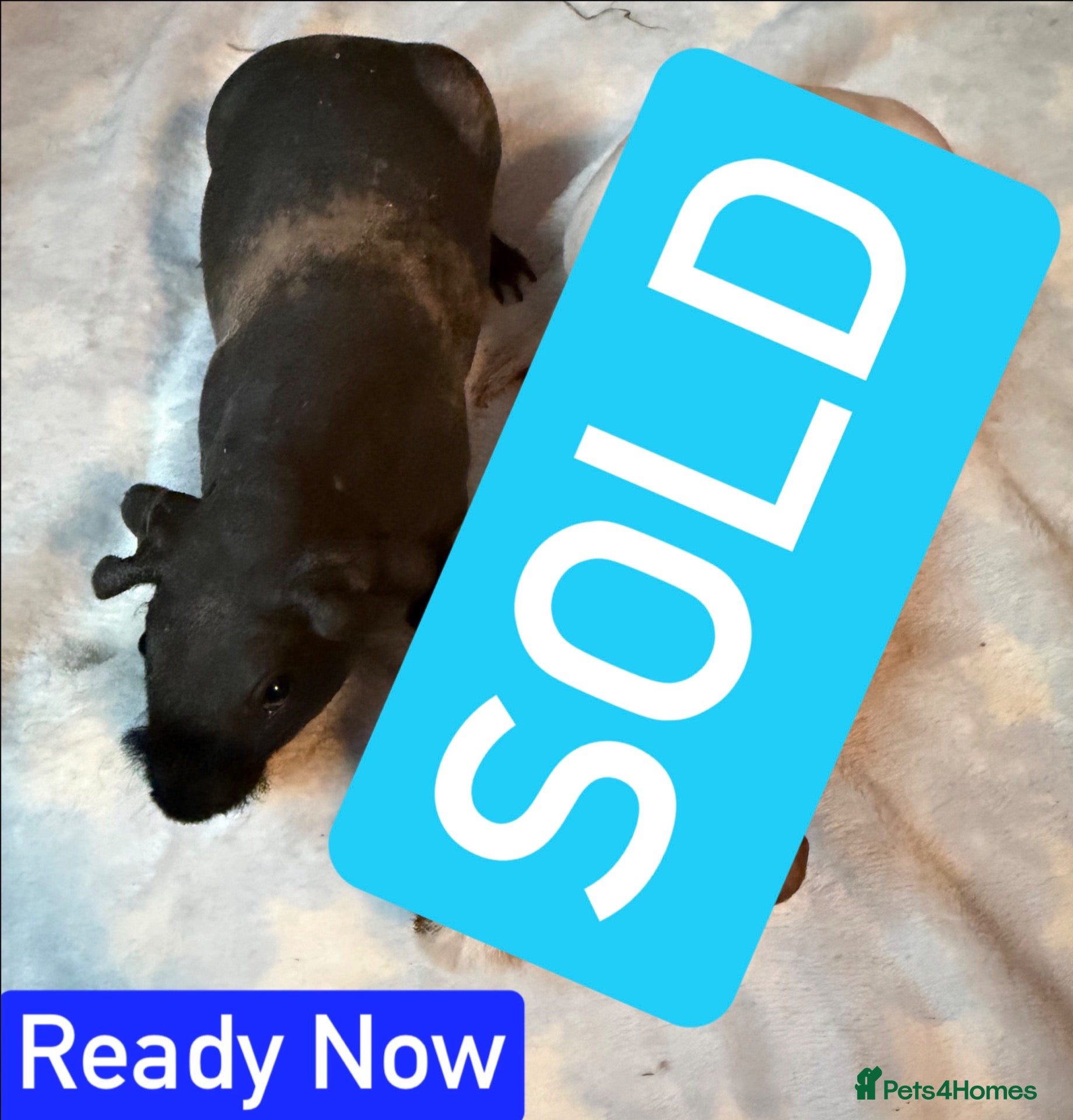 Guinea Pig rodents for sale: Skinny/Guinea Pigs Sows & Boars - Advert 2