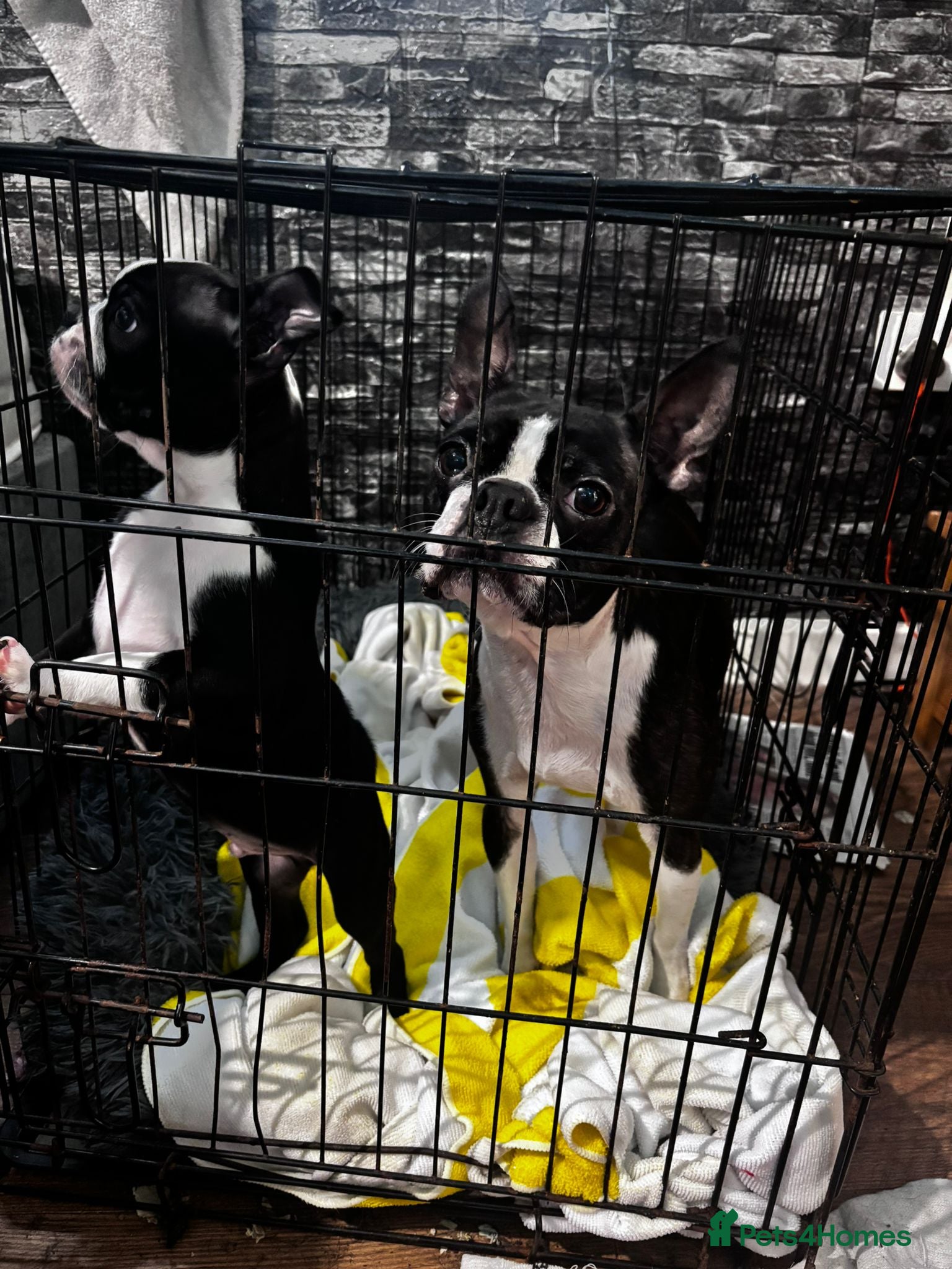 Boston Terrier dogs Boston terrier  - Advert 8