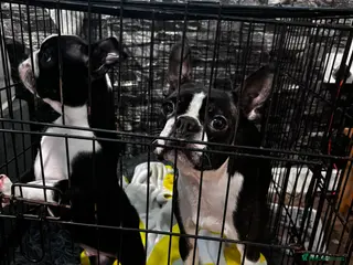 Boston Terrier dogs Boston terrier - Advert 8