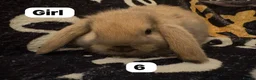 Mini Lop rabbits for sale: Stunning mini lops for sale  - Advert 6