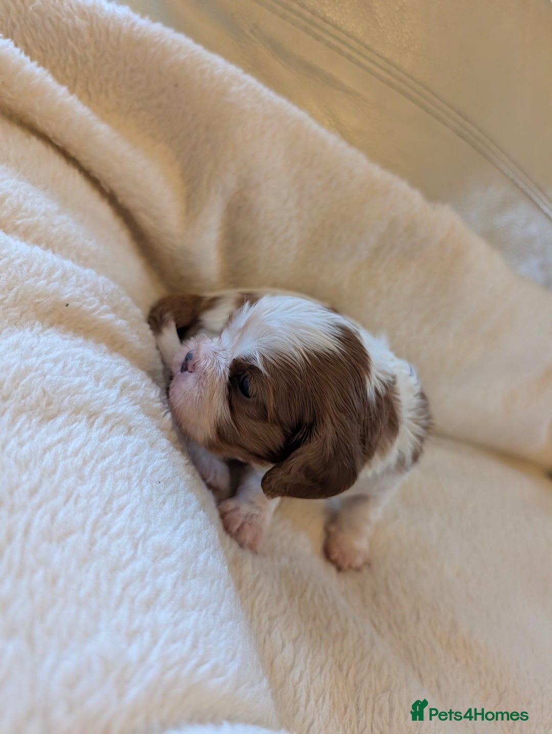 Cavalier King Charles Spaniel dogs for sale: Exquisite KC reg Cavalier King Charles Spaniels - Advert 6