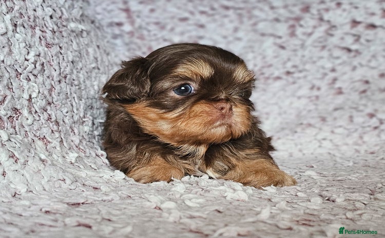Shih Tzu dogs - Advert 8
