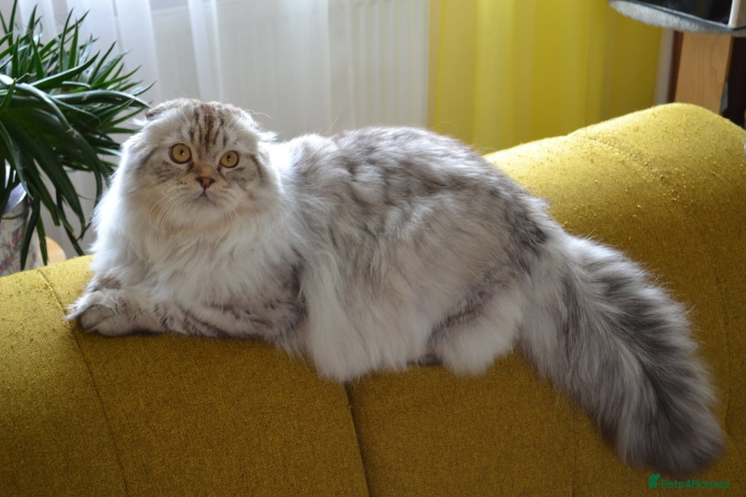 Scottish Fold cats for sale: The sweetest Folded ear boy on the world😻❤️ in Grimsby - Image 13