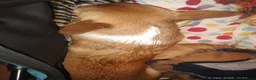 Chihuahua dogs for sale: Peanut and Lil Bear  - Advert 23