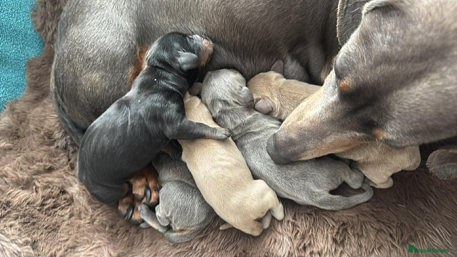 Miniature Dachshund dogs Miniature Dachshund Puppies - Advert 3