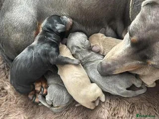 Miniature Dachshund dogs Miniature Dachshund Puppies - Advert 5