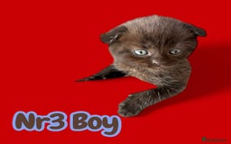 Scottish Fold cats for sale: 3 Scottish Fold Boys STILL AVAILABLE - Image 19