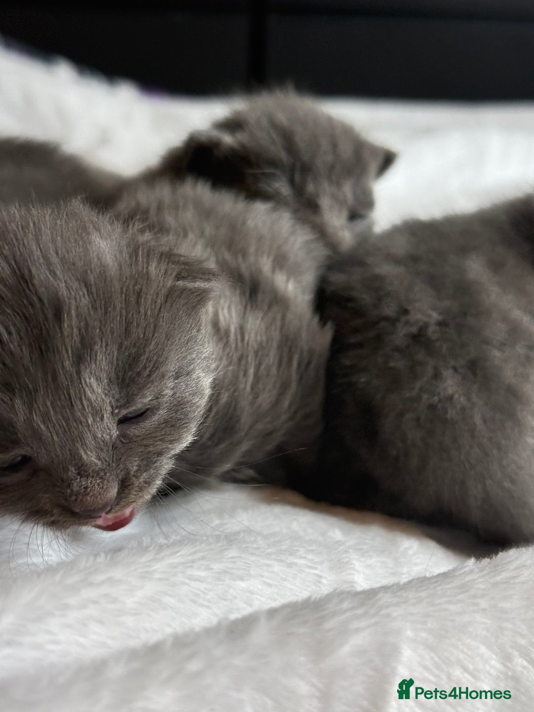 British Shorthair cats for sale: The cutest British Shorthair Grey Kittens  - Advert 22