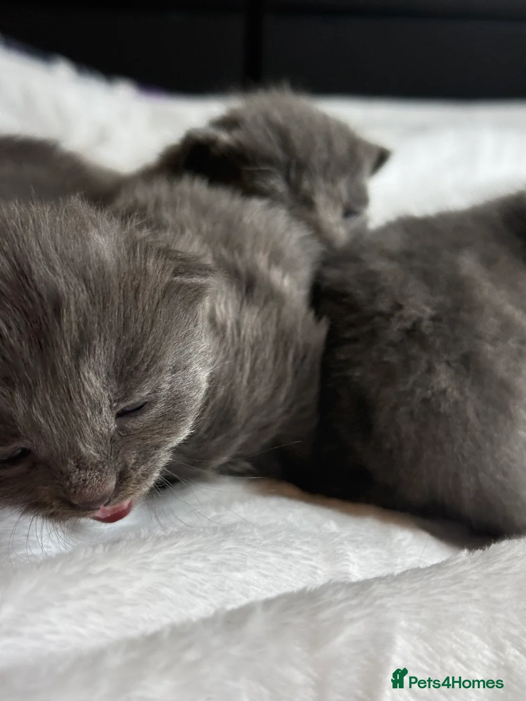 British Shorthair cats for sale: Our British Shorthair Grey Kittens  - Advert 22