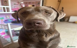 Labrador Retriever dogs for sale: Silver Labrador Retriever - Image 2